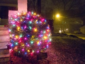 Learn to wrap a bush in Christmas lights